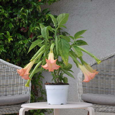 Brugmansia mise en scene